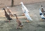 Gezocht! Broedeieren van loopeenden en legkippen, Dieren en Toebehoren