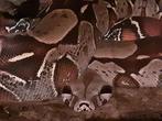 0.2 Boa constrictor constrictor Guyana, Dieren en Toebehoren, Slang, Met terrarium, 3 tot 6 jaar