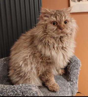 Selkirk rex beschikbaar voor biedingen