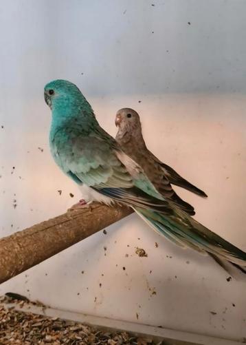 2 koppels roodruggen beschikbaar voor biedingen
