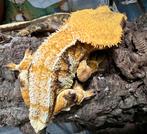 1.0 Wimpergekko 2022, Dieren en Toebehoren, Reptielen en Amfibieën