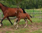 Vagebond de la pomme x diamant de semilly hengstveulen, Dieren en Toebehoren, Paarden, Springpaard, Gechipt, Niet van toepassing