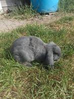 Franse hangoor voedster, Dieren en Toebehoren, Konijnen, Vrouwelijk, Groot, Hangoor, 0 tot 2 jaar