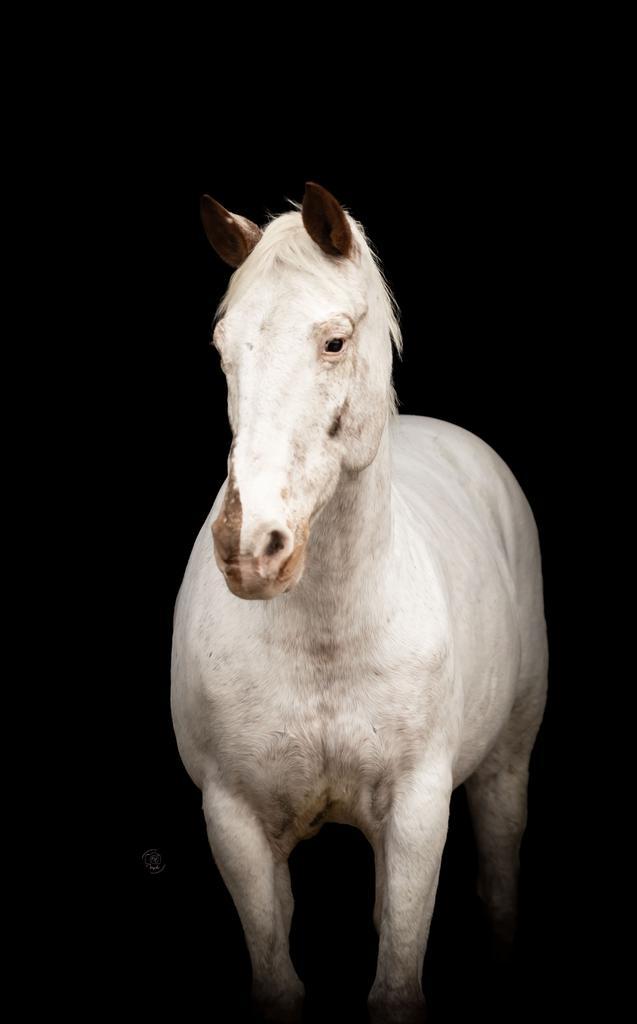 Gezocht stukje grond te huur, Dieren en Toebehoren, Stalling en Weidegang, Weidegang, 1 paard of pony