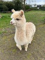 Alpaca merrie 'Julia', Dieren en Toebehoren, Overige Dieren, Vrouwelijk