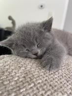Châton British Shortair, Dieren en Toebehoren, Katten en Kittens | Raskatten | Korthaar