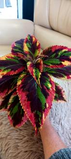 Coleus Combat, Huis en Inrichting, Kamerplanten, Ophalen