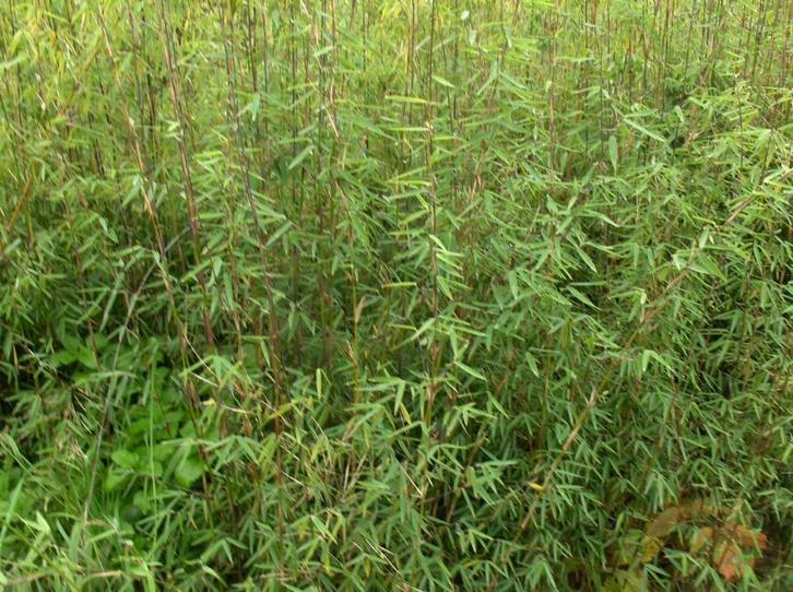 Panda rouge Fargesia en bambou, Jardin & Terrasse, Plantes | Arbustes & Haies, Haie, Bambou, Enlèvement