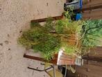 Vallende plant, Ophalen, 100 tot 150 cm, Overige soorten, Halfschaduw