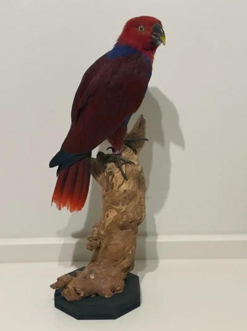 Opgezette Vrouwelijke edelpapegaai - Wildernis Atelier, Verzamelen, Dierenverzamelingen