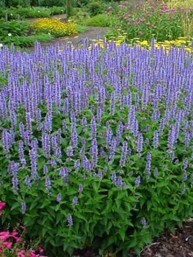 Agastache, Tuin en Terras, Planten | Tuinplanten, Ophalen