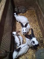 Jonge lotharinger konijnen, Dieren en Toebehoren, Meerdere dieren, Groot, 0 tot 2 jaar