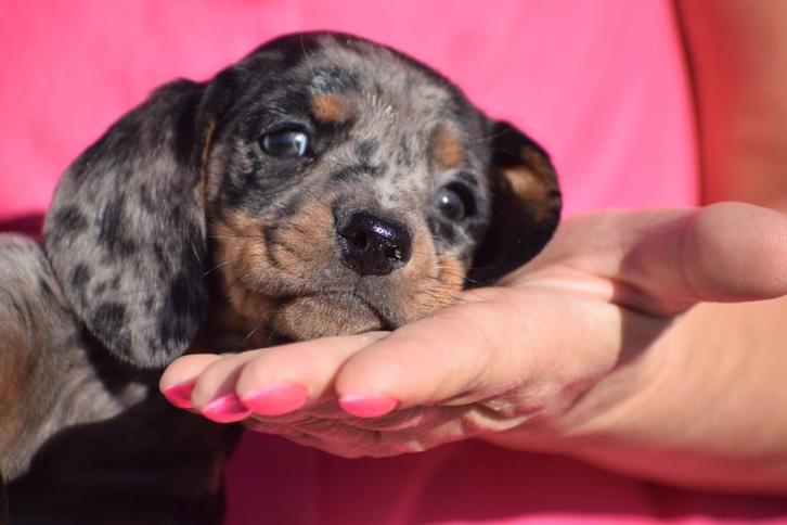 Teckel pups prachtige kleuren 🐾💛, Dieren en Toebehoren, Honden | Teckels en Dashonden, Meerdere dieren, Korthaar, Dwerg, Fokker | Professioneel