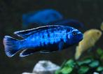 Pseudotropheus saulosi red color, Dieren en Toebehoren