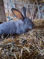 Konijnen. Blauwe en zwarte., Dieren en Toebehoren, Schapen, Geiten en Varkens
