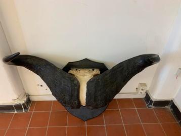 Grote schedel van Kaapse buffel beschikbaar voor biedingen