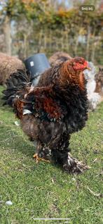 Brahma haan krulveer (5maand), Dieren en Toebehoren, Pluimvee, Mannelijk, Kip