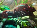 Panterkameleon 150eu (minimumprijs) + terrarium 75eu, Dieren en Toebehoren, Hagedis, Met terrarium, 0 tot 2 jaar