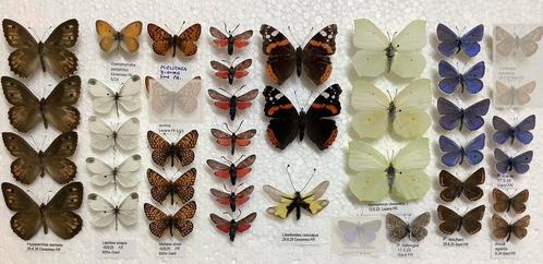 Europese vlinders, 3€/exemplaar, Verzamelen, Dierenverzamelingen, Ophalen of Verzenden