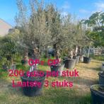 Olijfbomen olea europaea!, Tickets en Kaartjes