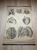 schoolplaat hart en hersenen, Enlèvement, Nature et Biologie