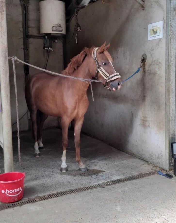 Jonge C pony te koop, Dieren en Toebehoren, Pony's, Ruin, Zadelmak, C pony (1.27m tot 1.37m), Recreatiepony, 3 tot 6 jaar, Met stamboom