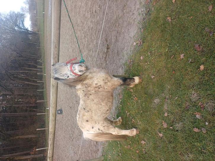 Te  mooie appeloosa   van 14 jaar oud, Dieren en Toebehoren, Paarden, Gechipt