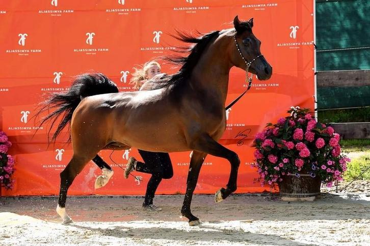 Prachtige arabisch volbloed dekhengst TER DEKKING, Dieren en Toebehoren, Paarden en Pony's | Dekhengsten en Fokmerries, Merrie