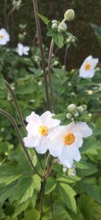 Herfst anemoon, Tuin en Terras, Bloembollen en Zaden, Ophalen