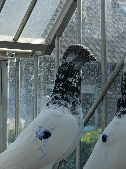 Boedapest hoogvliegers Sportduiven, Dieren en Toebehoren, Vogels | Duiven, Overige soorten, Geslacht onbekend