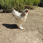 Brahma hen