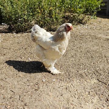 Brahma hen beschikbaar voor biedingen