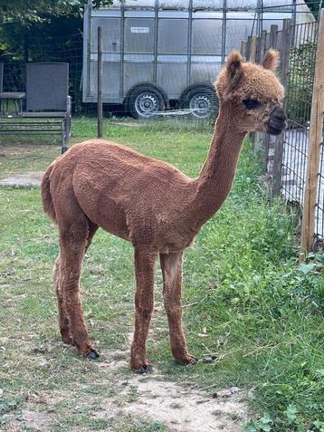  Jonge fawn alpaca hengst beschikbaar voor biedingen
