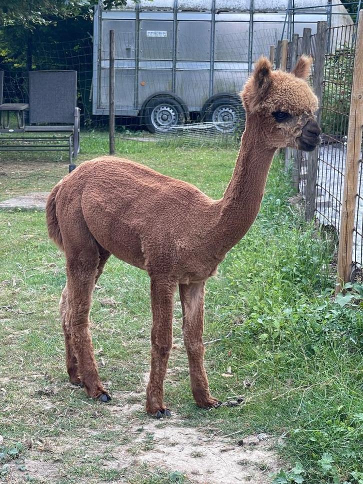 Jonge fawn alpaca hengst, Dieren en Toebehoren, Overige Dieren, Mannelijk