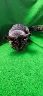 Chinchillas te koop, Dieren en Toebehoren, Maart, Chinchilla, Tam