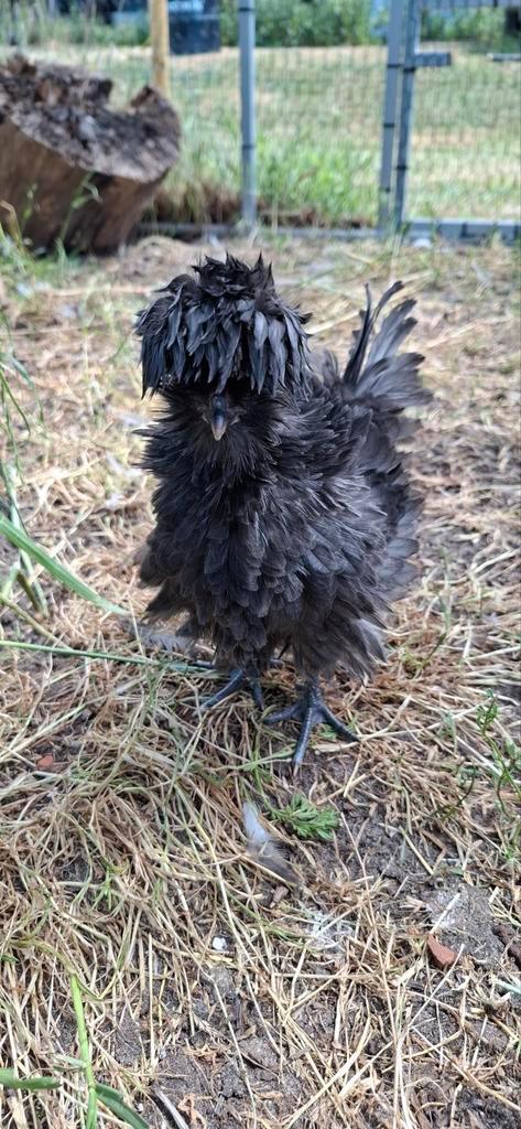 Padua kriel hennen, Dieren en Toebehoren, Pluimvee, Kip, Vrouwelijk
