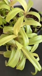 Tradescantia Spathacée, Enlèvement ou Envoi