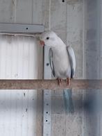 Muisparkiet, Dieren en Toebehoren, Vogels | Parkieten en Papegaaien, Geringd