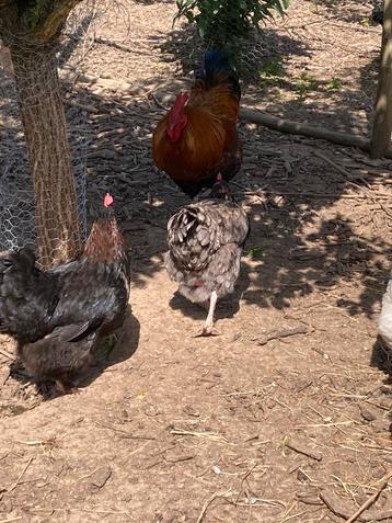 Marans 7 kippen + 1 haan, Dieren en Toebehoren, Pluimvee