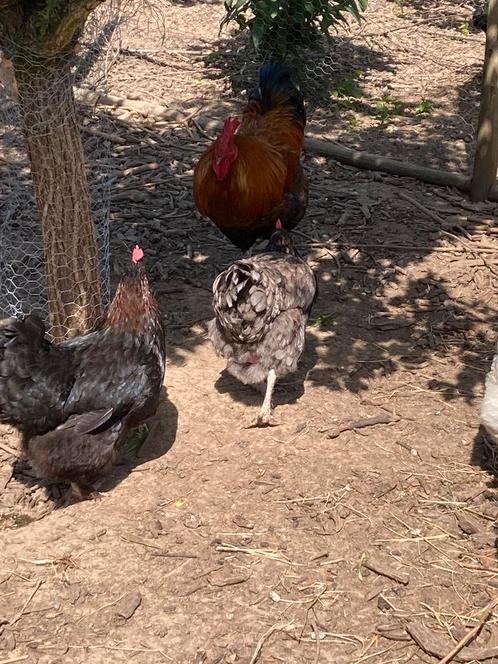 Marans 7 kippen + 1 haan, Dieren en Toebehoren, Pluimvee