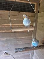 2 jonge grasparkieten september 2025, Dieren en Toebehoren