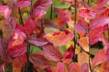 Parrotia persica 'Persian Spire' beschikbaar voor biedingen