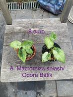 Diverse kamerplantjes., Huis en Inrichting, Kamerplanten, Ophalen, Cactus