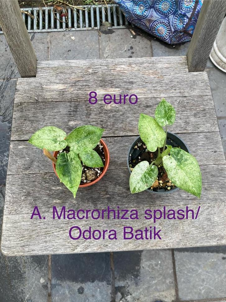 Diverse kamerplantjes., Maison & Meubles, Plantes d'intérieur, Cactus, Enlèvement