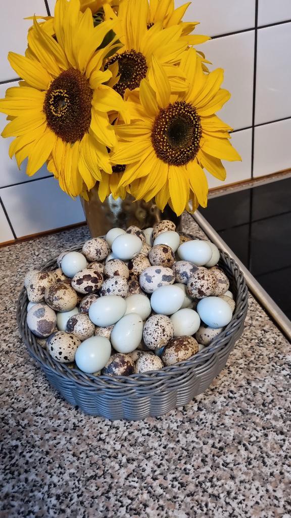Japanse kwartel broedeieren, Dieren en Toebehoren, Pluimvee