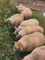 Moutons à vendre