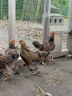 Brahma goudpatrijs groothoender hennen, Dieren en Toebehoren