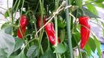 Peperzaden PIMENT D'ESPELETTE (20 stuks), Tuin en Terras, Verzenden, Voorjaar, Volle zon, Zaad