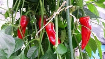 Graines de piment PIMENT D'ESPELETTE (20 pièces), Envoi, Printemps, Plein soleil, Graine