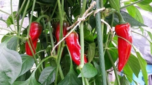 Peperzaden PIMENT D'ESPELETTE (20 stuks), Tuin en Terras, Bloembollen en Zaden, Zaad, Voorjaar, Volle zon, Verzenden